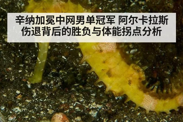 辛纳加冕中网男单冠军 阿尔卡拉斯伤退背后的胜负与体能拐点分析
